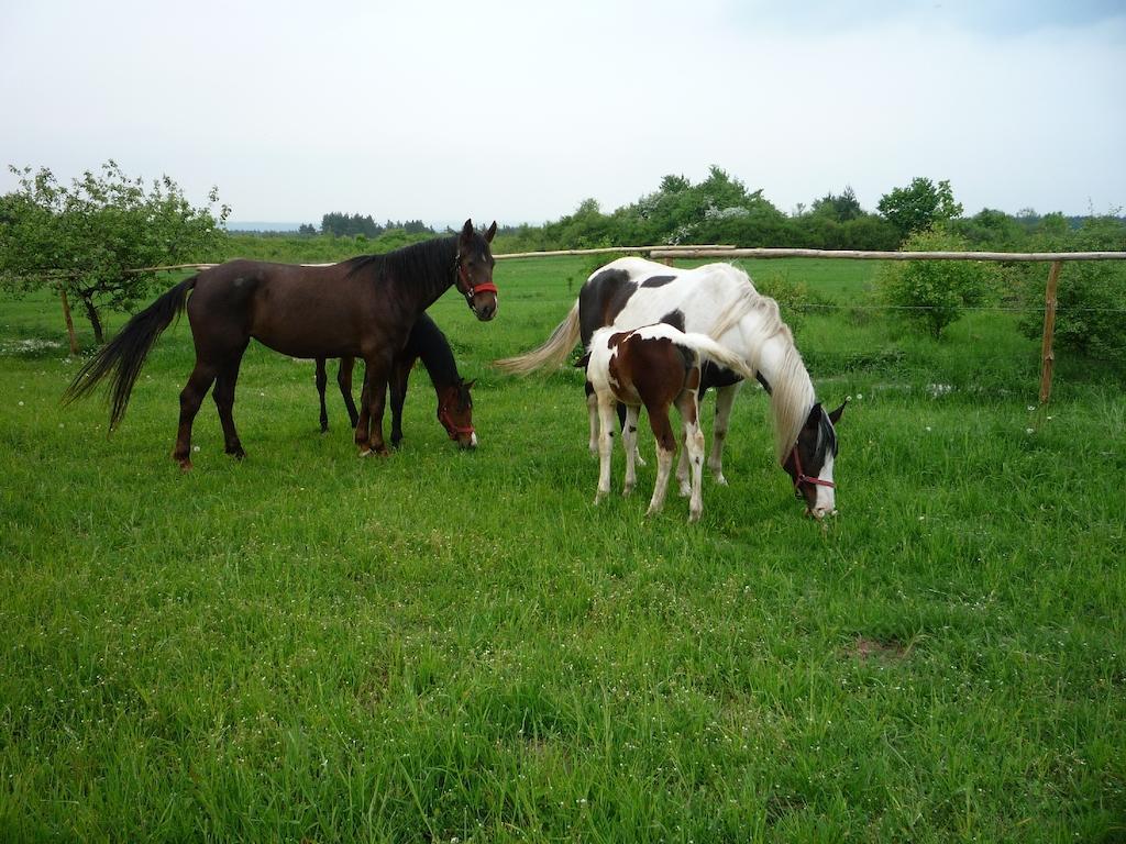 Agroturystyka Pod Rumakiem Chęciny Exterior foto